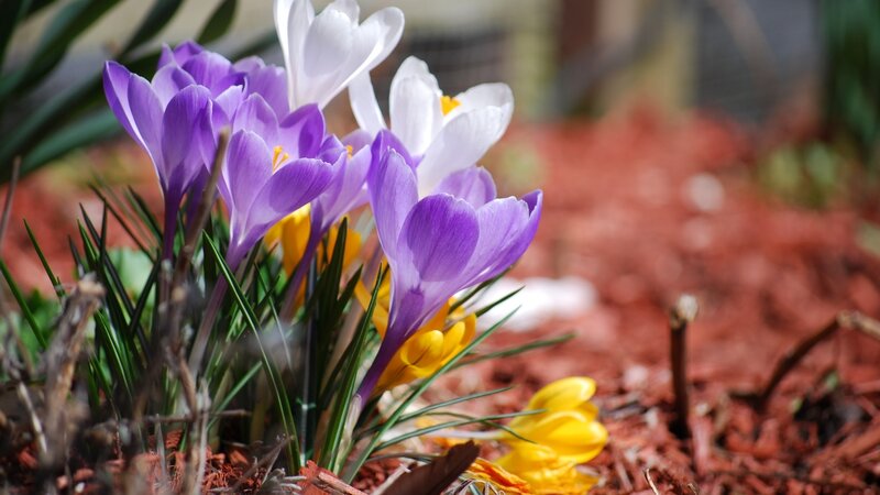 Colorful crocuses in spring