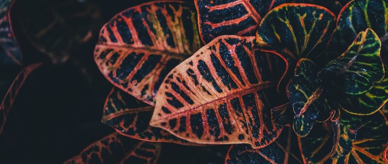 Colorful Croton Leaves — Green