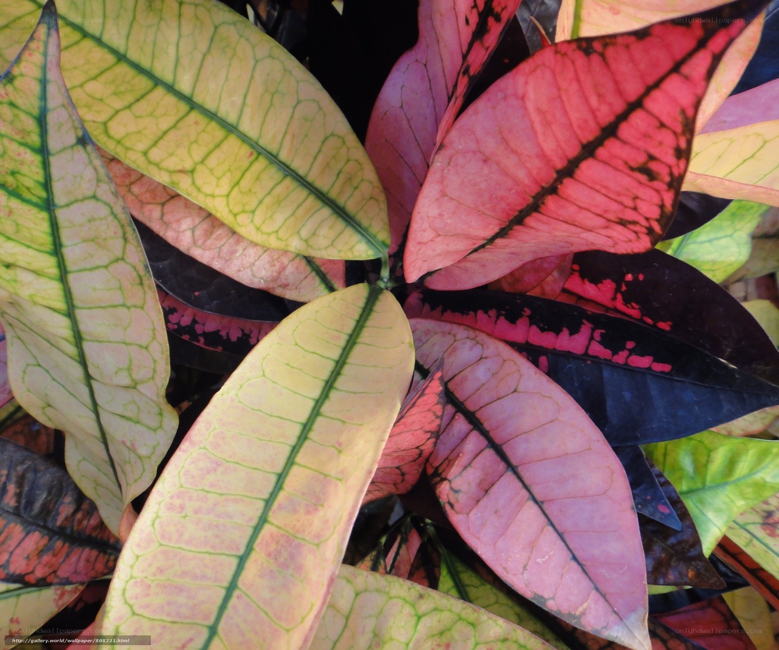 colorful croton leaves