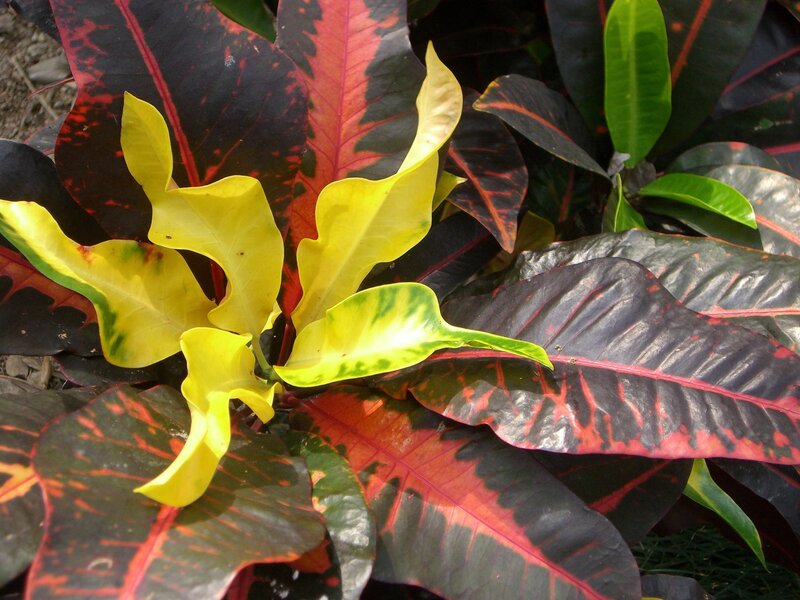 colorful croton plant leaves