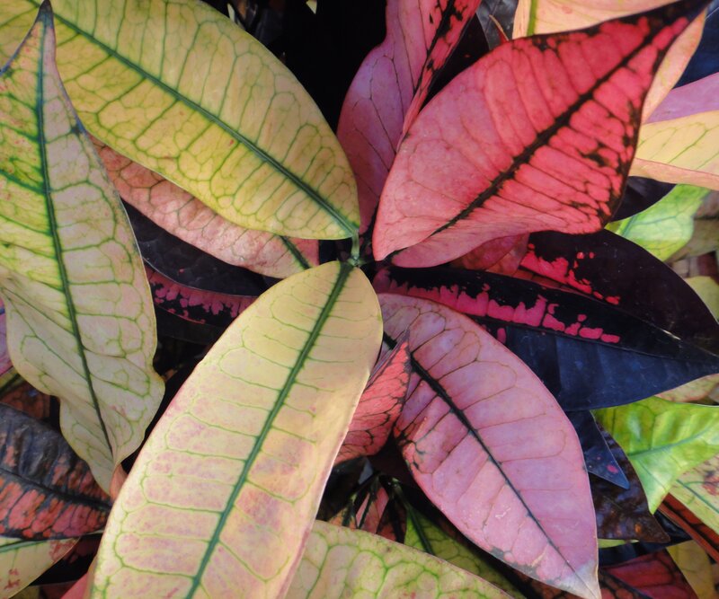 colorful croton plant leaves