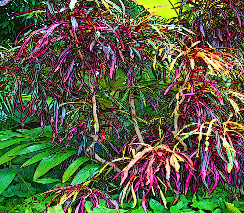 Colorful Croton Plant