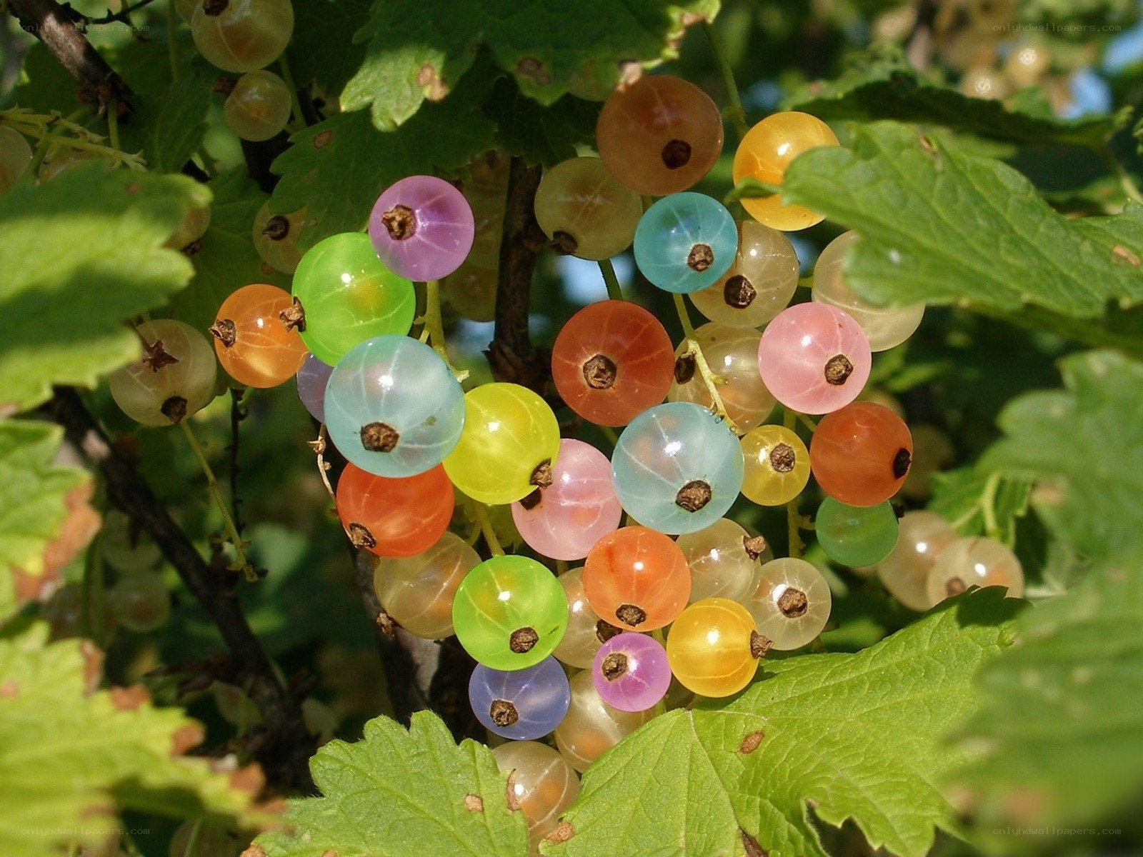 Colorful currant berries on a bush