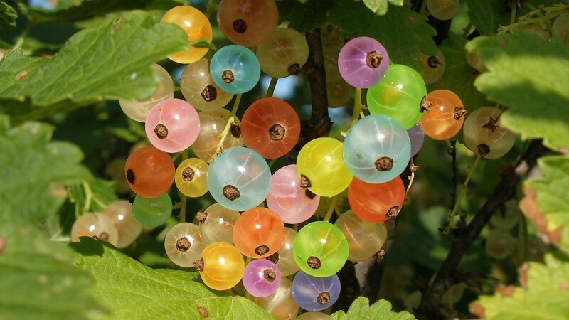 Colorful currant berries
