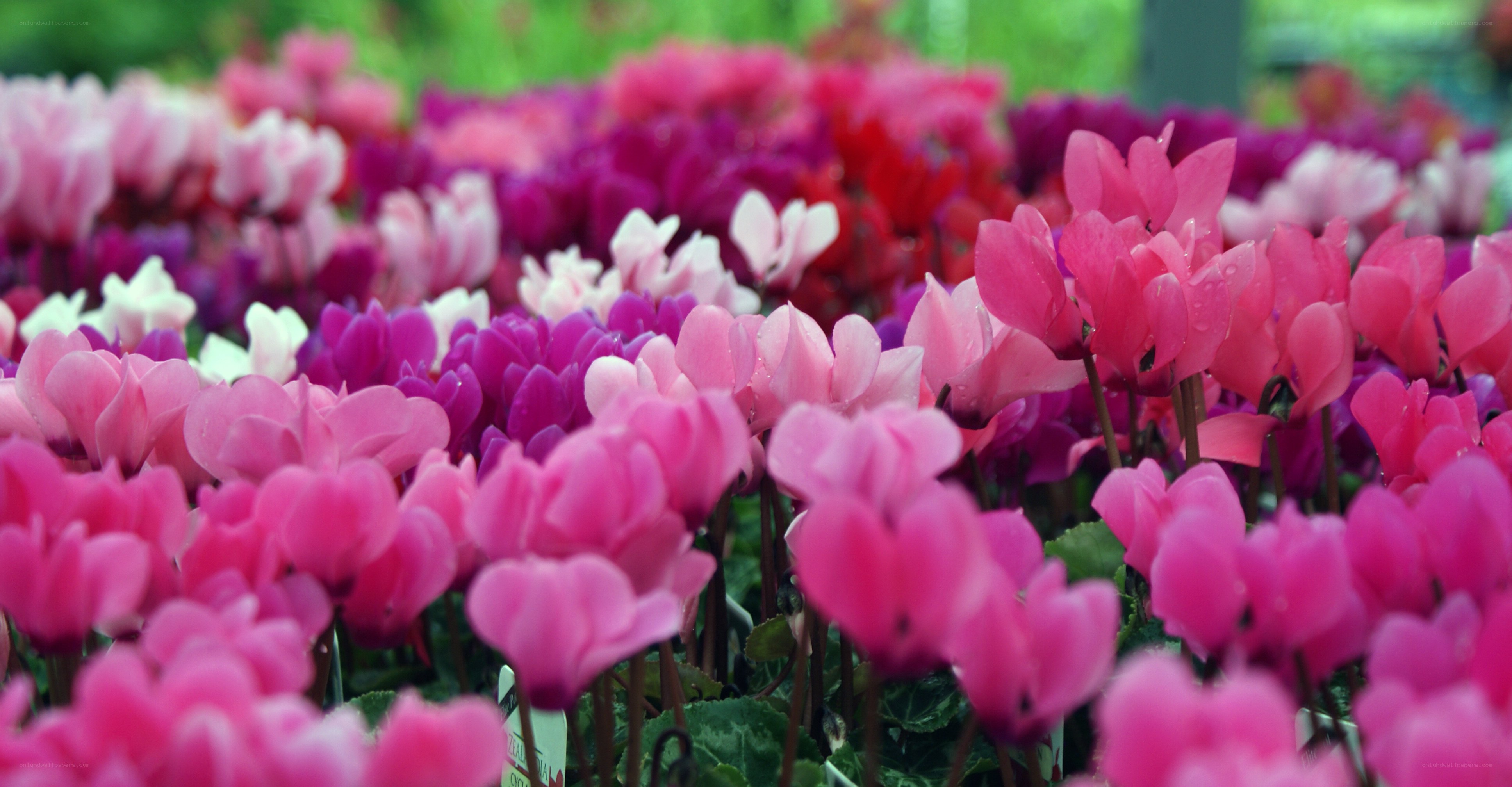 Colorful cyclamen flowers