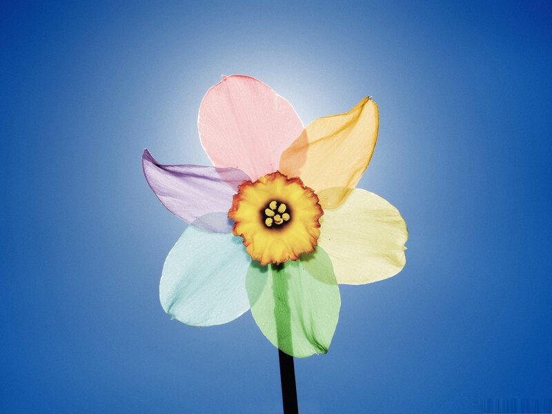 Colorful Daffodil Flower — Blue, Serene