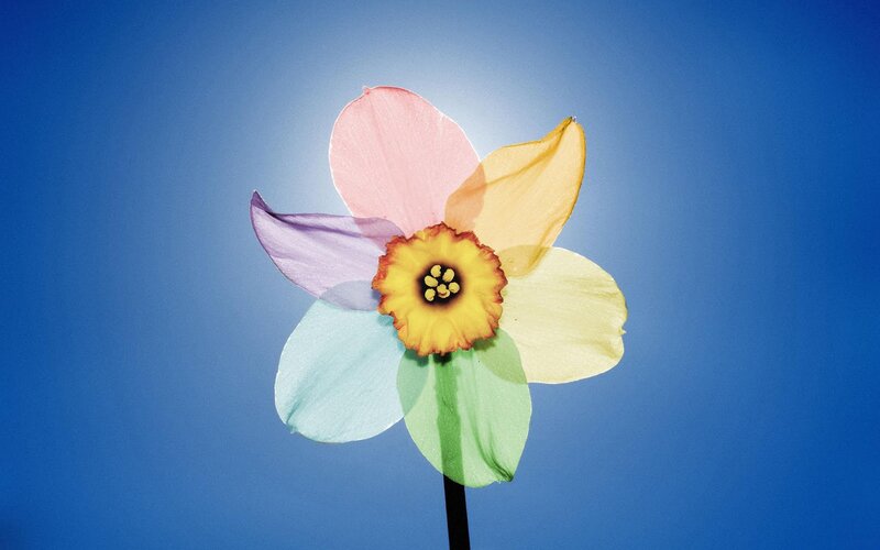 Colorful Daffodil Flower — Blue