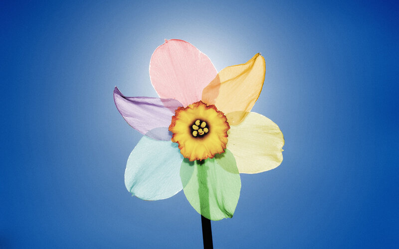 Colorful Daffodil Flower