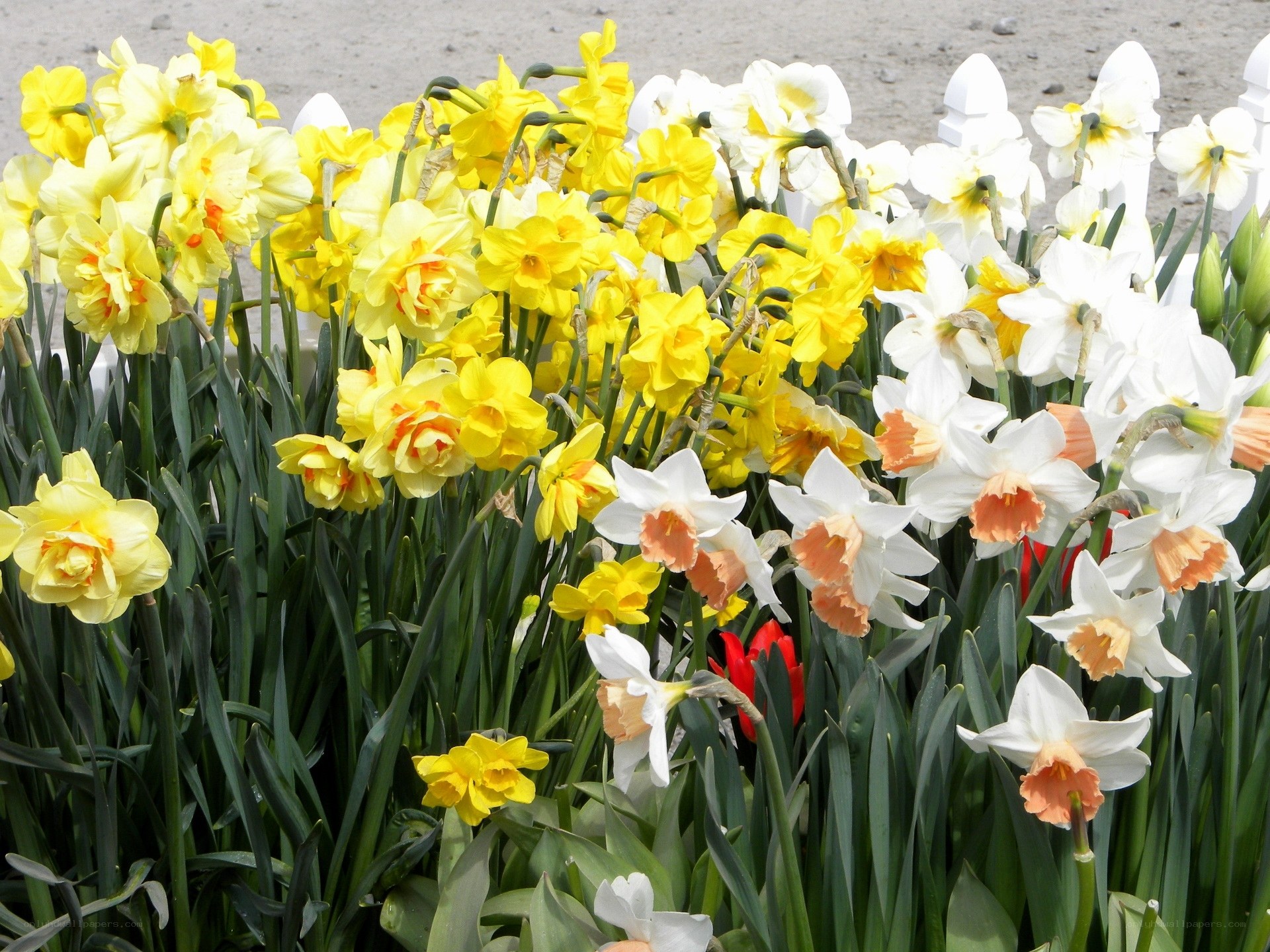 Colorful daffodil garden
