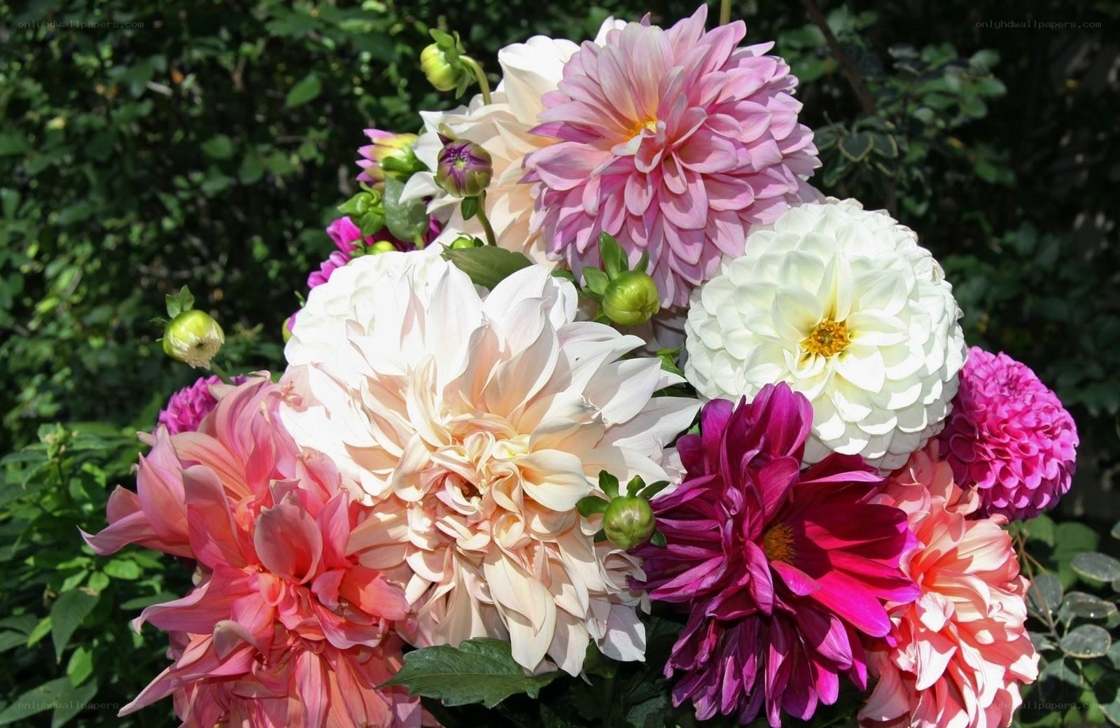 Colorful dahlia bouquet