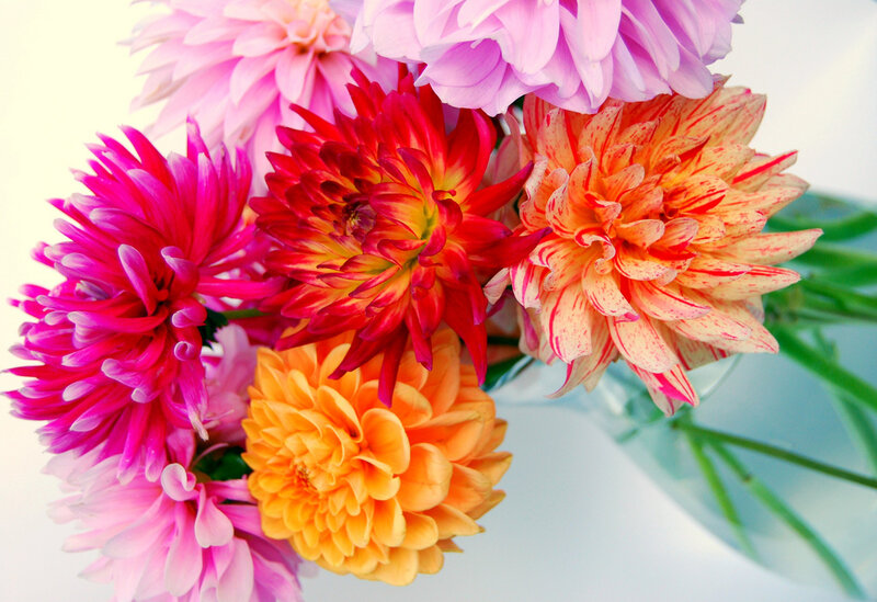 Colorful dahlia bouquet