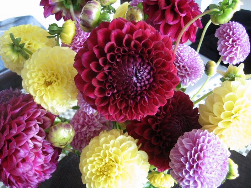 Colorful Dahlia Bouquet — Red