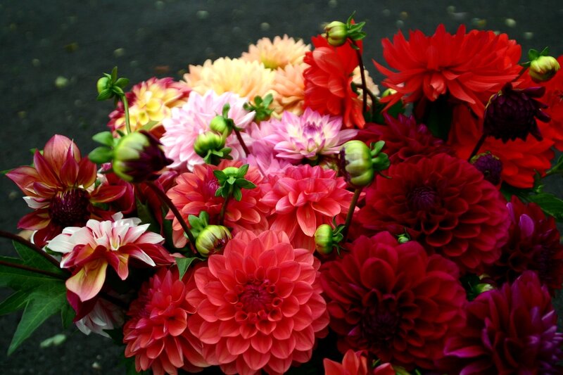 Colorful dahlia bouquet