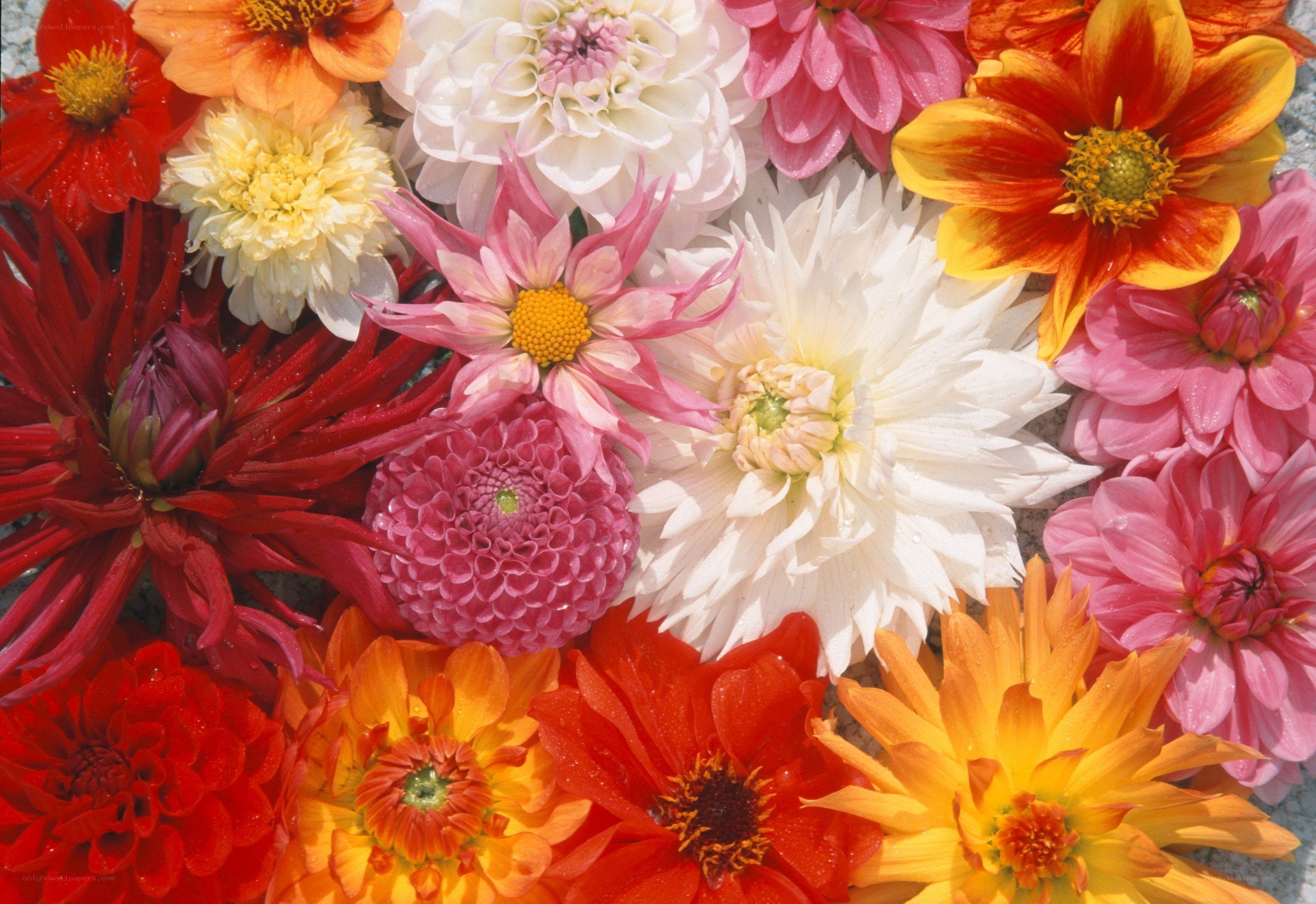 Colorful dahlia flower arrangement