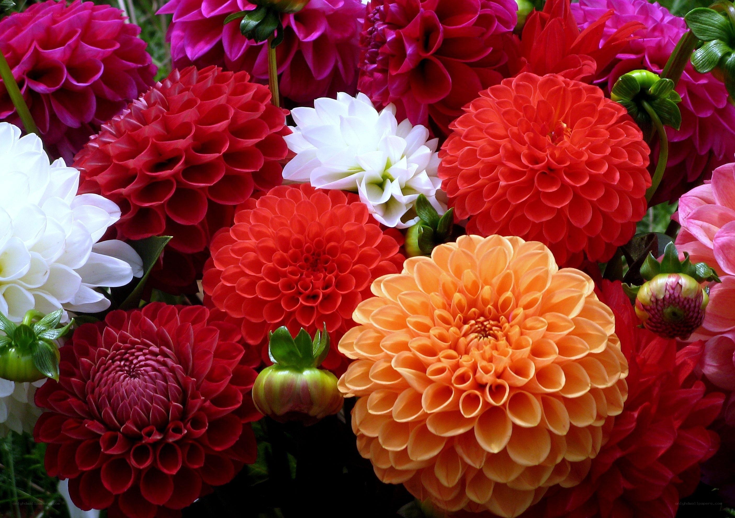 Colorful dahlia flower bouquet