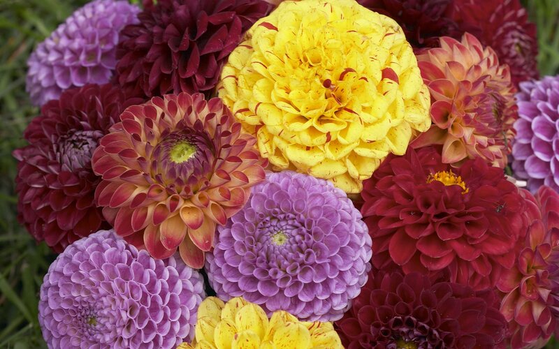 Colorful dahlia flower bouquet