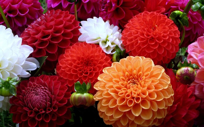 Colorful dahlia flower bouquet