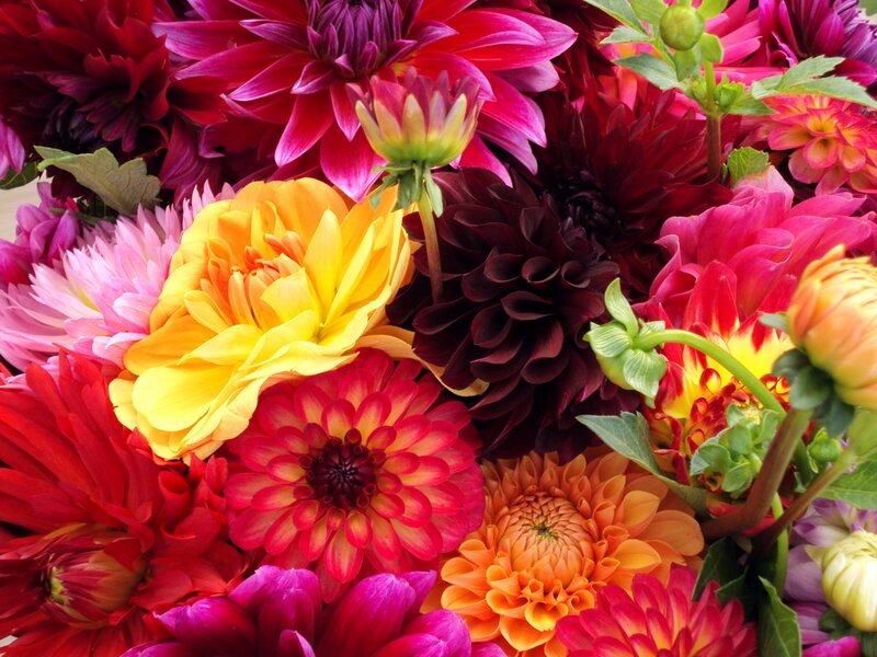 Colorful dahlia flower bouquet