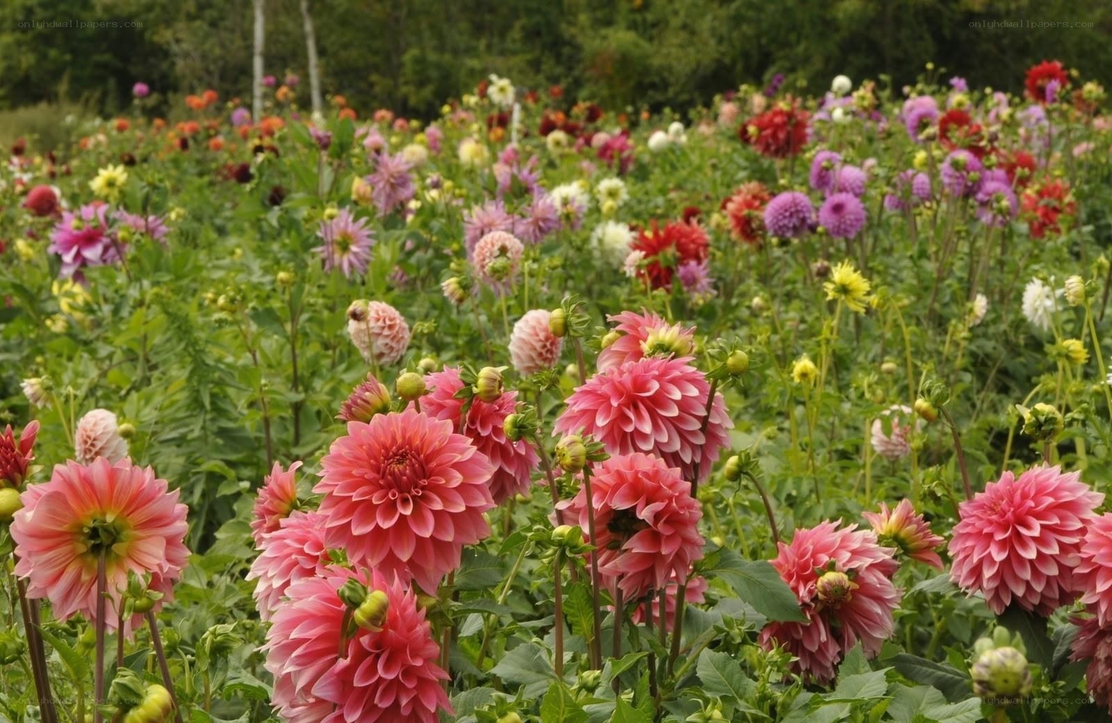 Colorful dahlia flower field