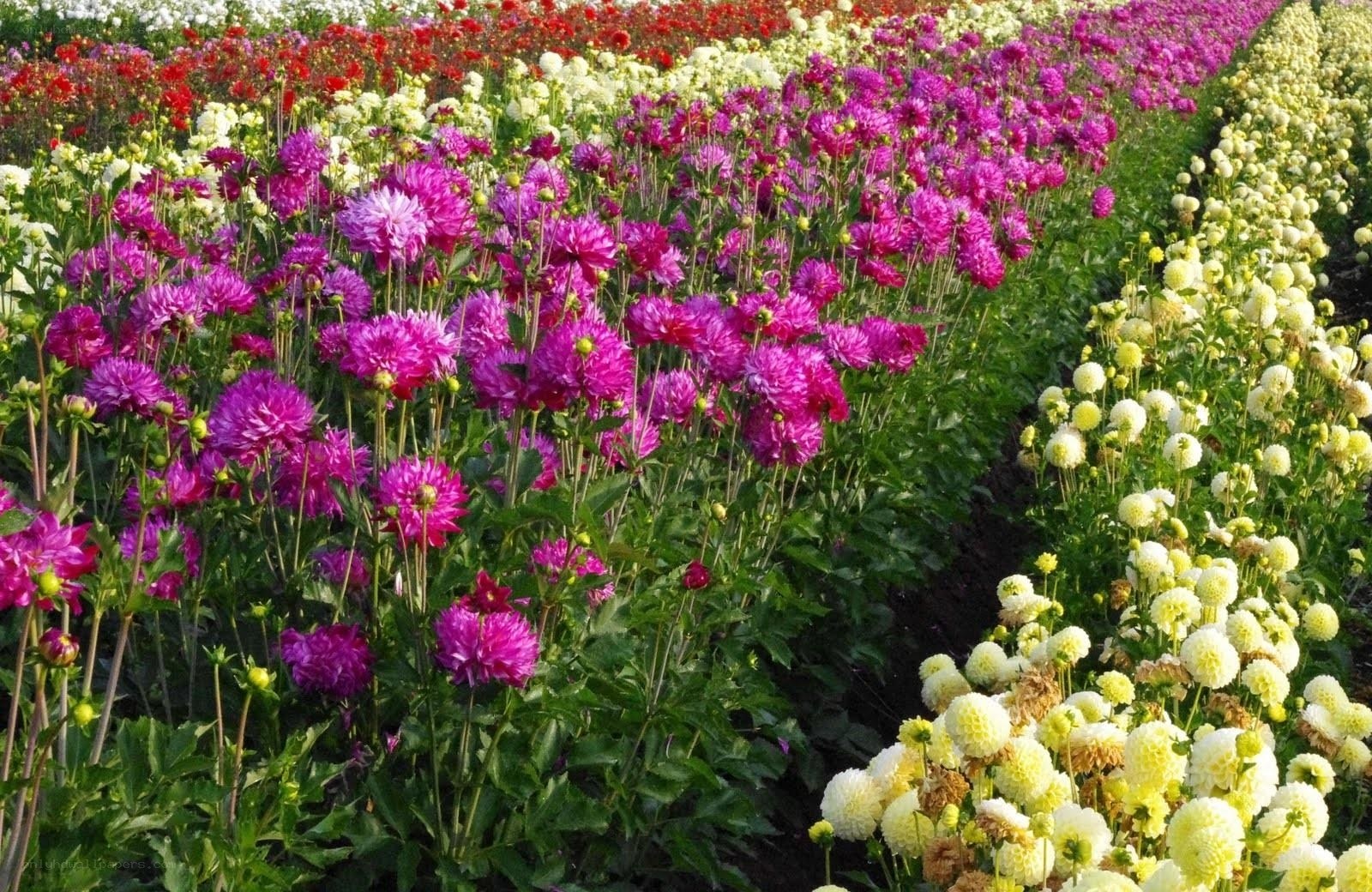 Colorful dahlia flower fields