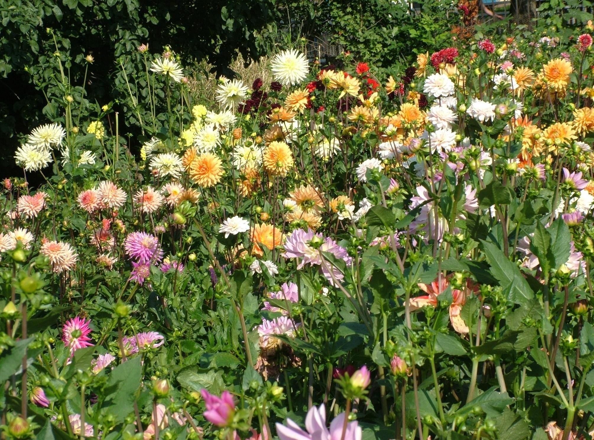 Colorful dahlia flower garden