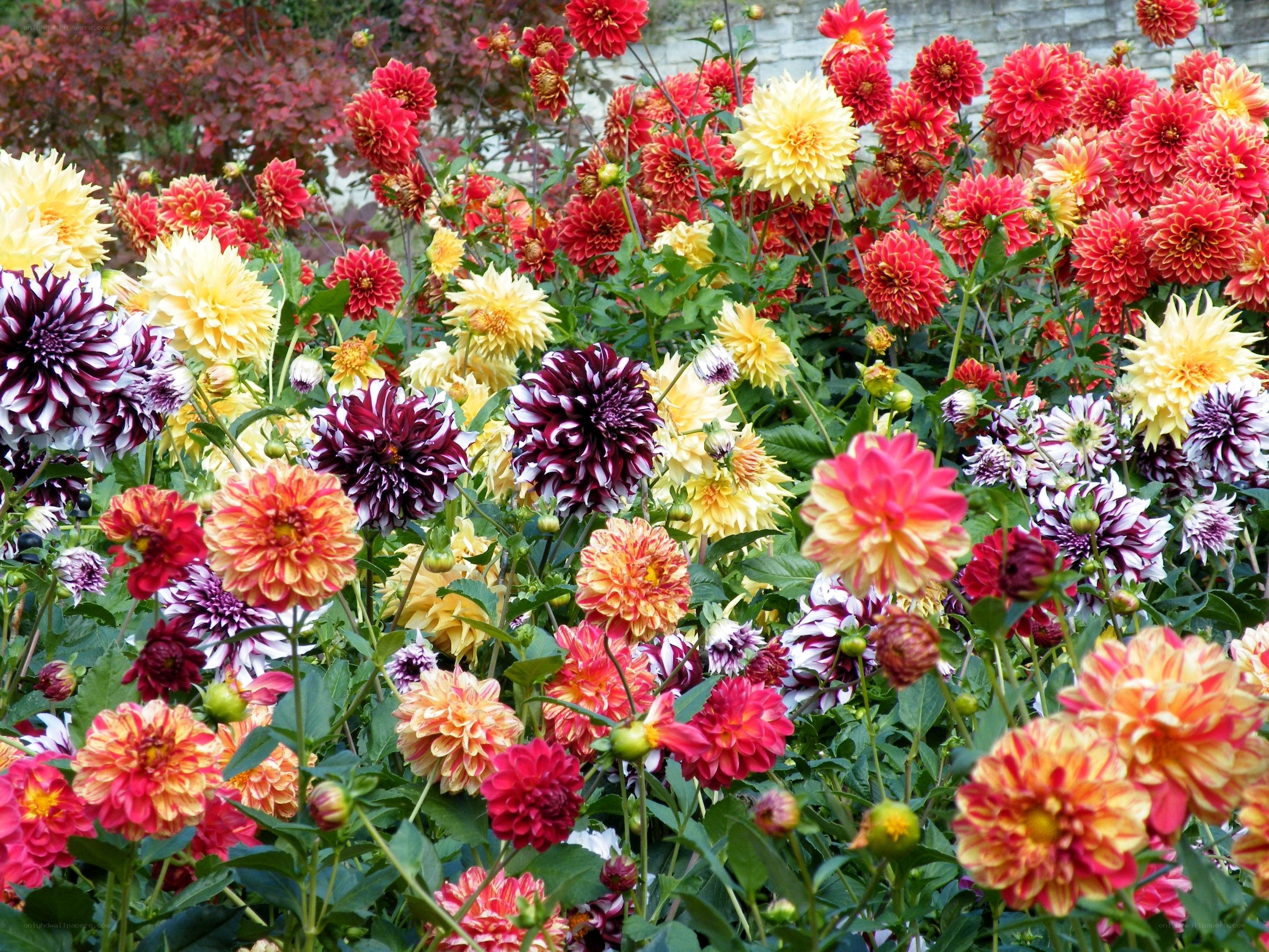 Colorful dahlia flower garden