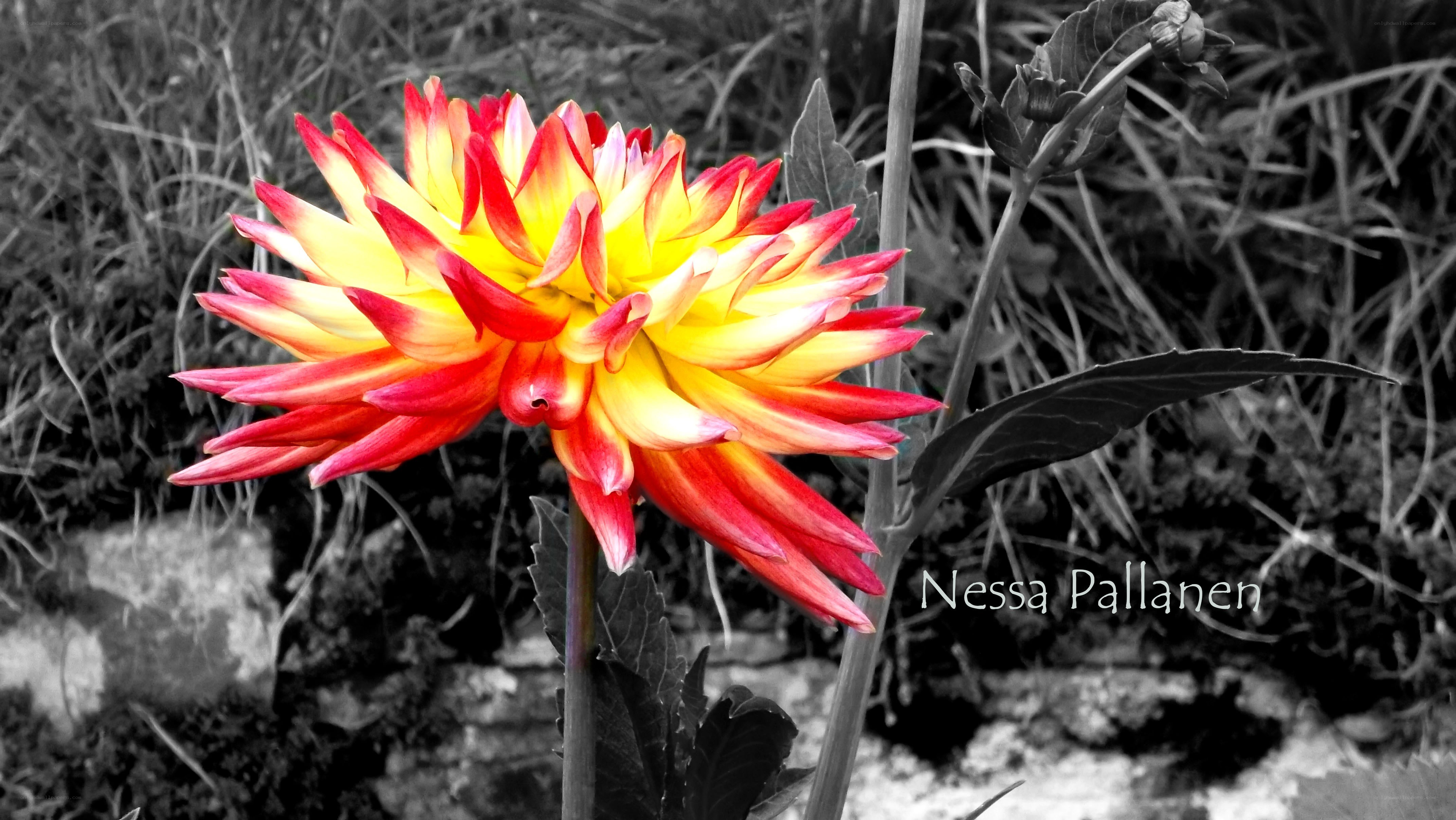 Colorful dahlia flower