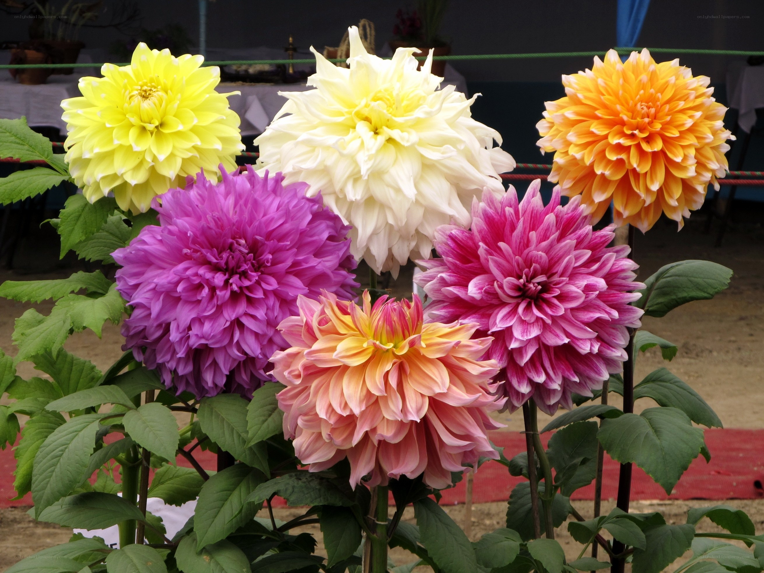 Colorful dahlia flowers