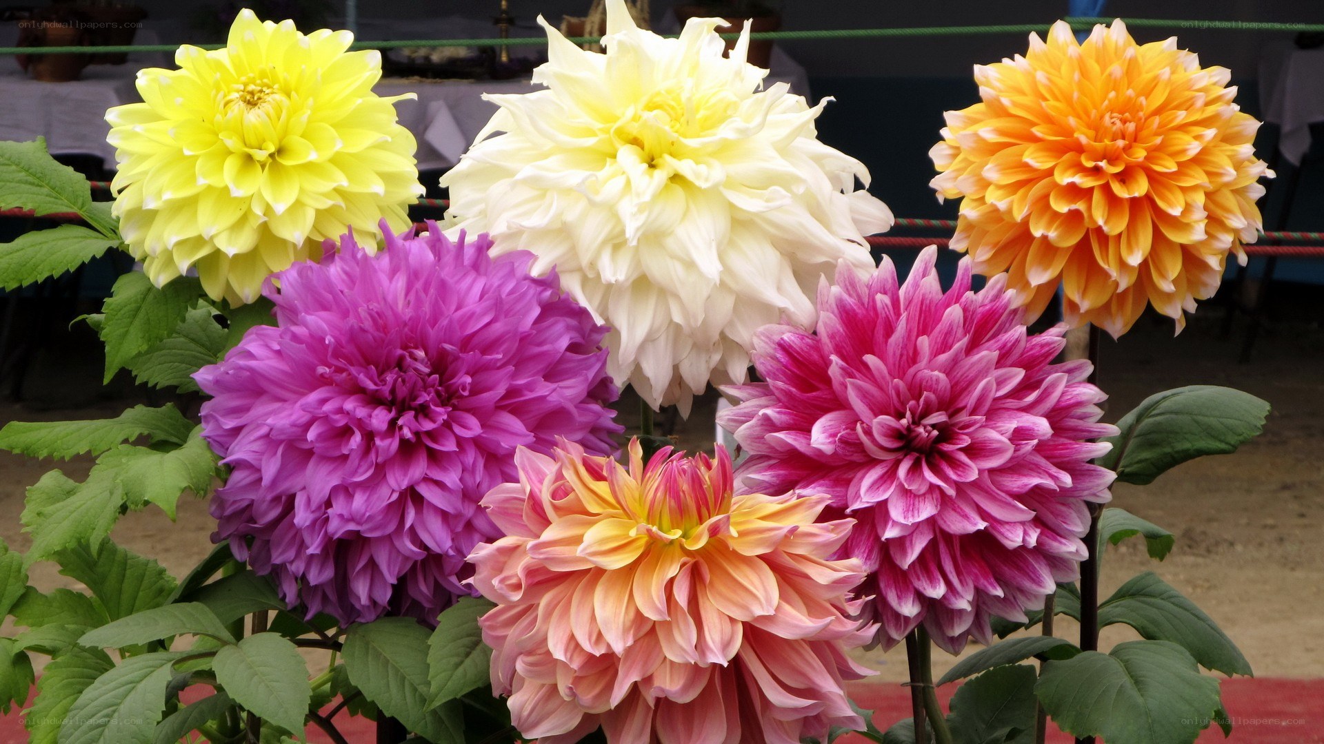 Colorful dahlia flowers