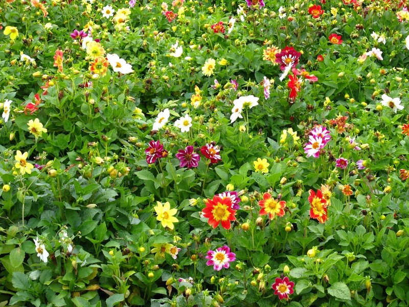 Colorful Dahlia Flowers — Green, Vibrant