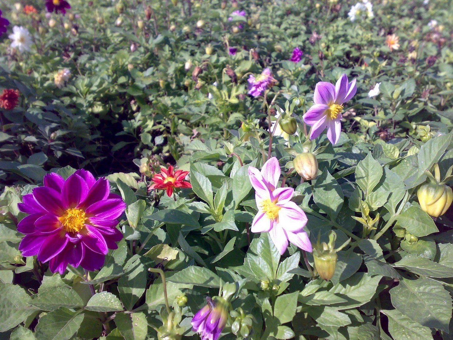 Colorful dahlia flowers in a garden