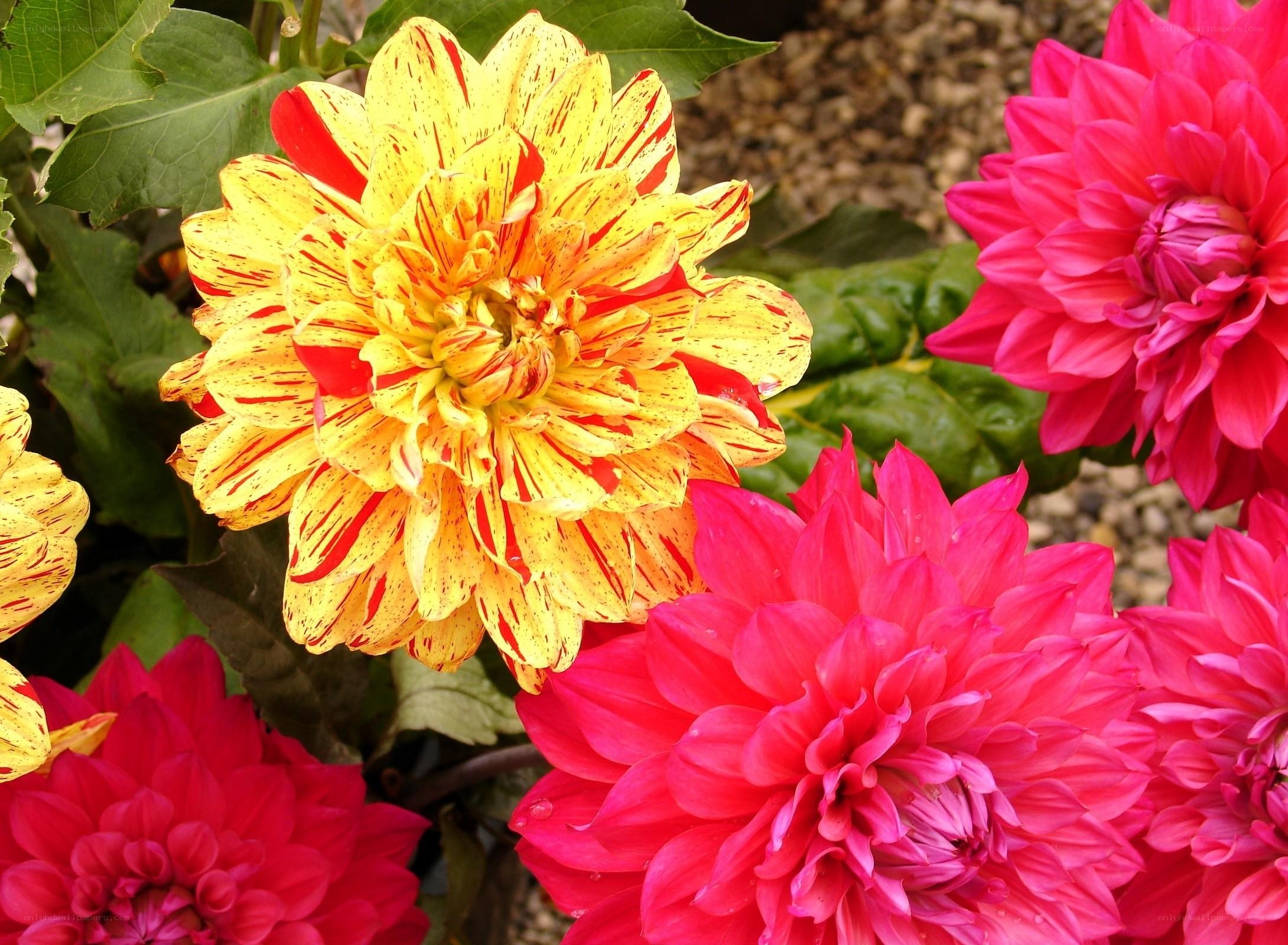 Colorful dahlia flowers in bloom