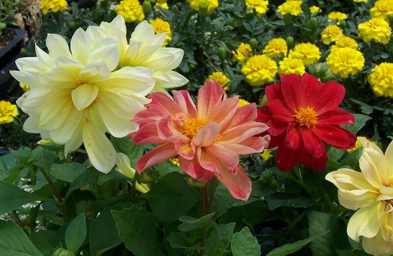 Colorful dahlia flowers in bloom