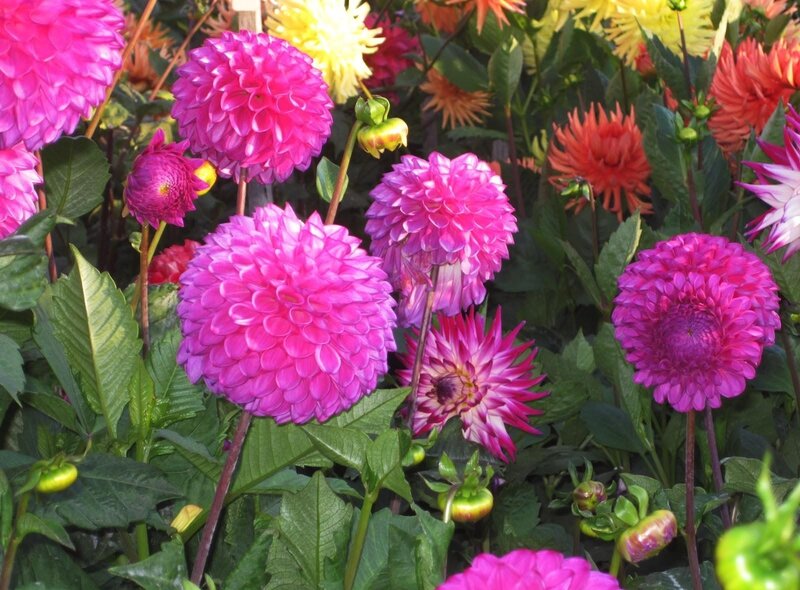 Colorful dahlia flowers in bloom