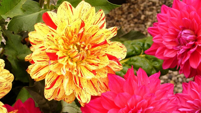 Colorful dahlia flowers in bloom