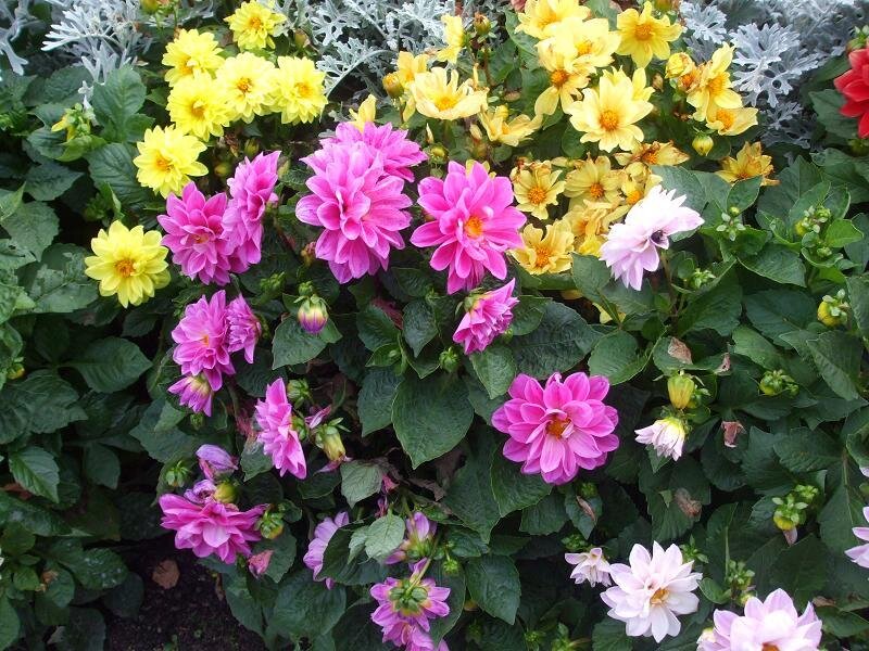 Colorful dahlia flowers in bloom