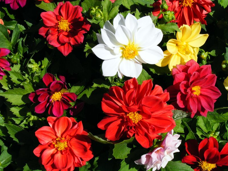Colorful dahlia flowers in bloom