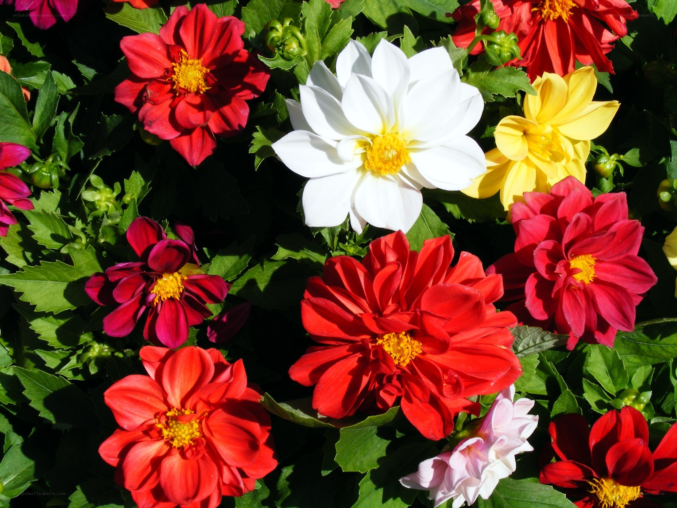 Colorful dahlia flowers in bloom
