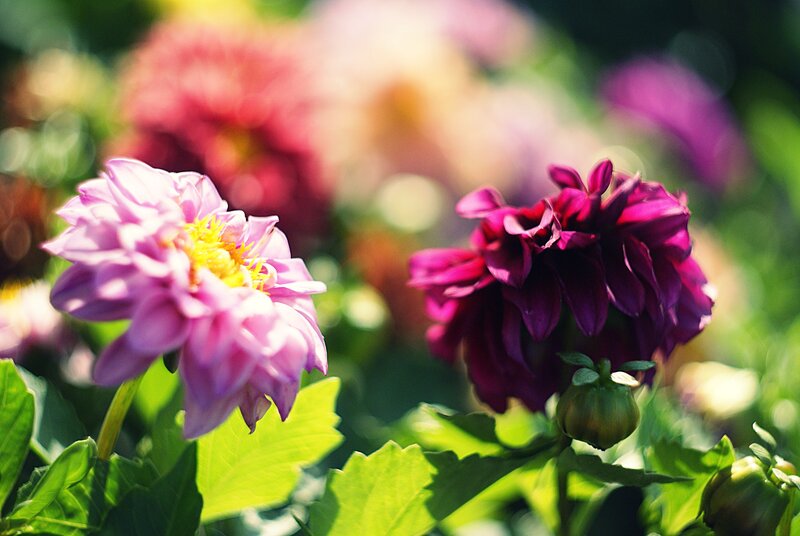 Colorful dahlia flowers in garden