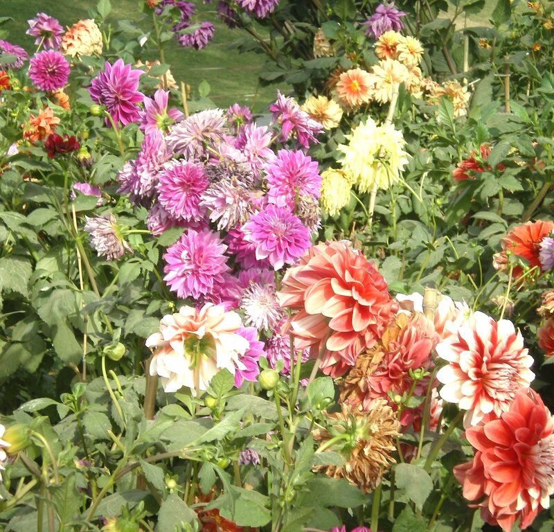Colorful dahlia flowers in garden