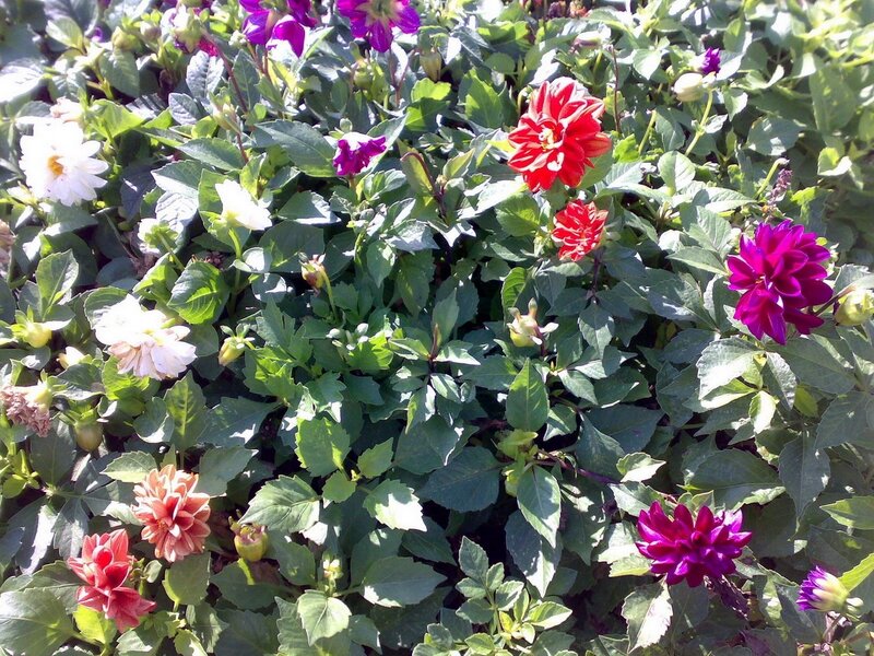 Colorful dahlia flowers in garden