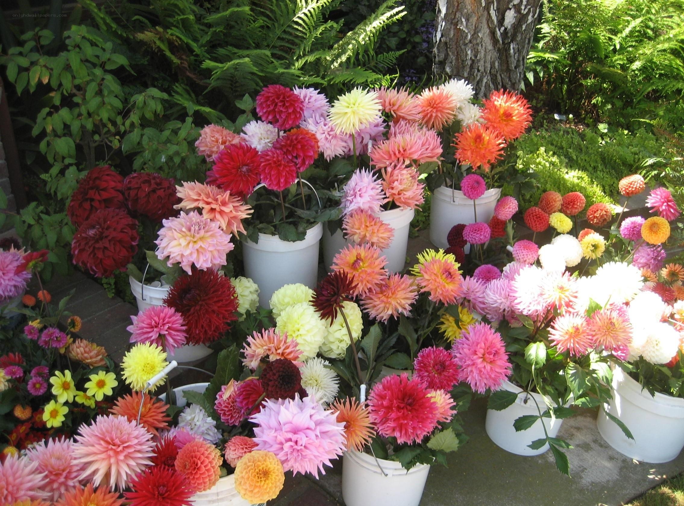 Colorful dahlia flowers in pots