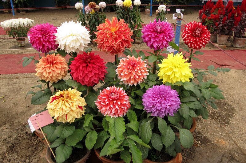 Colorful dahlia flowers on display