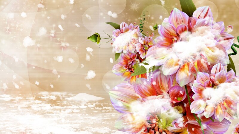 Colorful Dahlia Flowers — Pink, Dreamy