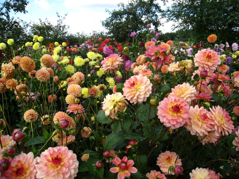 Colorful Dahlia Flowers — Pink, Serene