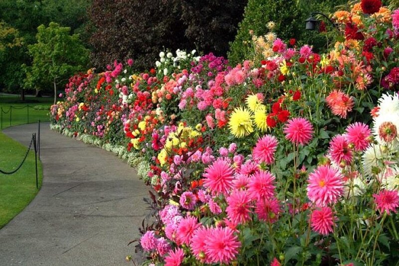 Colorful Dahlia Flowers — Pink
