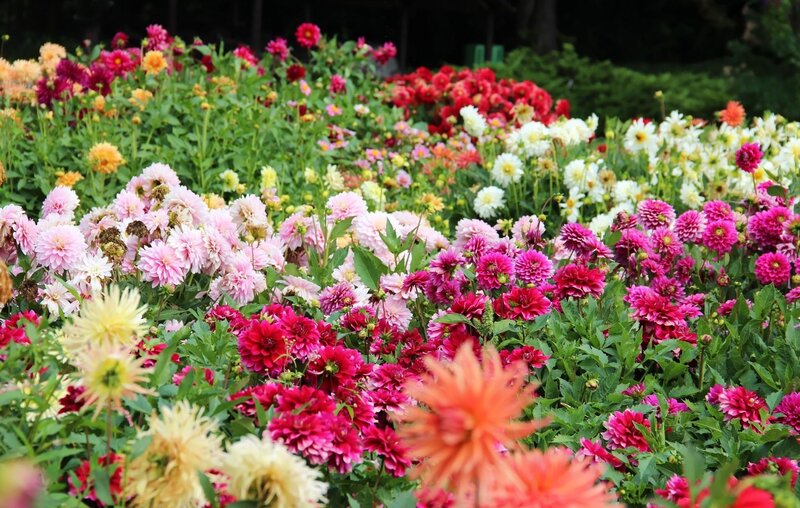 Colorful Dahlia Flowers — Pink, Vibrant, Summer