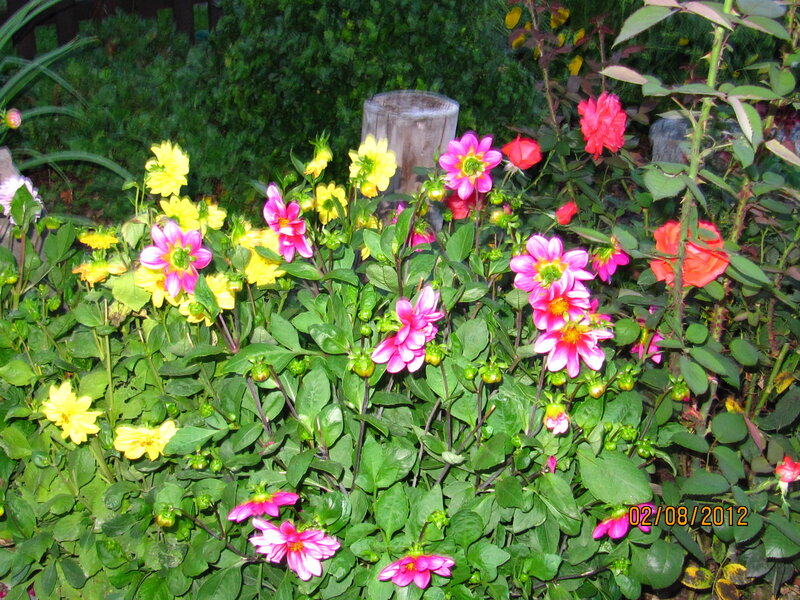 Colorful Dahlia Flowers — Pink, Vibrant