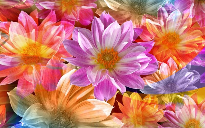 Colorful Dahlia Flowers — Purple