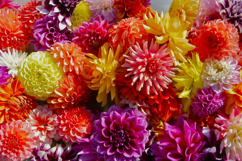 Colorful Dahlia Flowers — Purple, Vibrant, Afternoon
